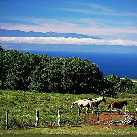 Kohala Lodge- Vacation Rental House Hawi Eksteriør billede