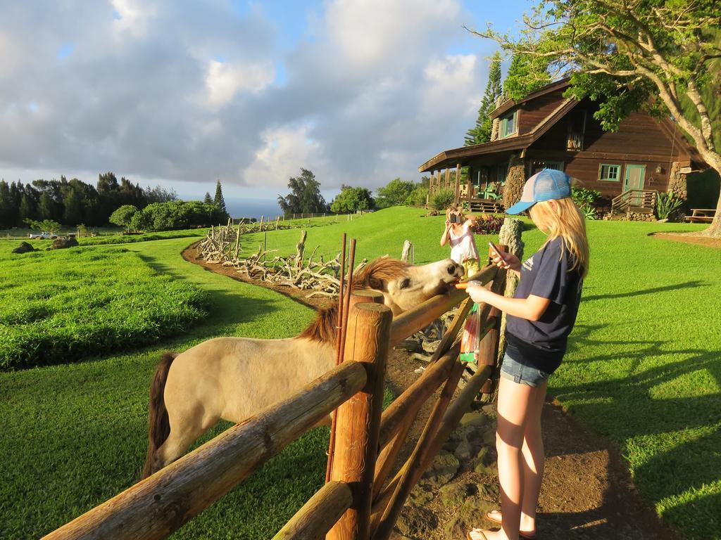 Kohala Lodge- Vacation Rental House Hawi Eksteriør billede