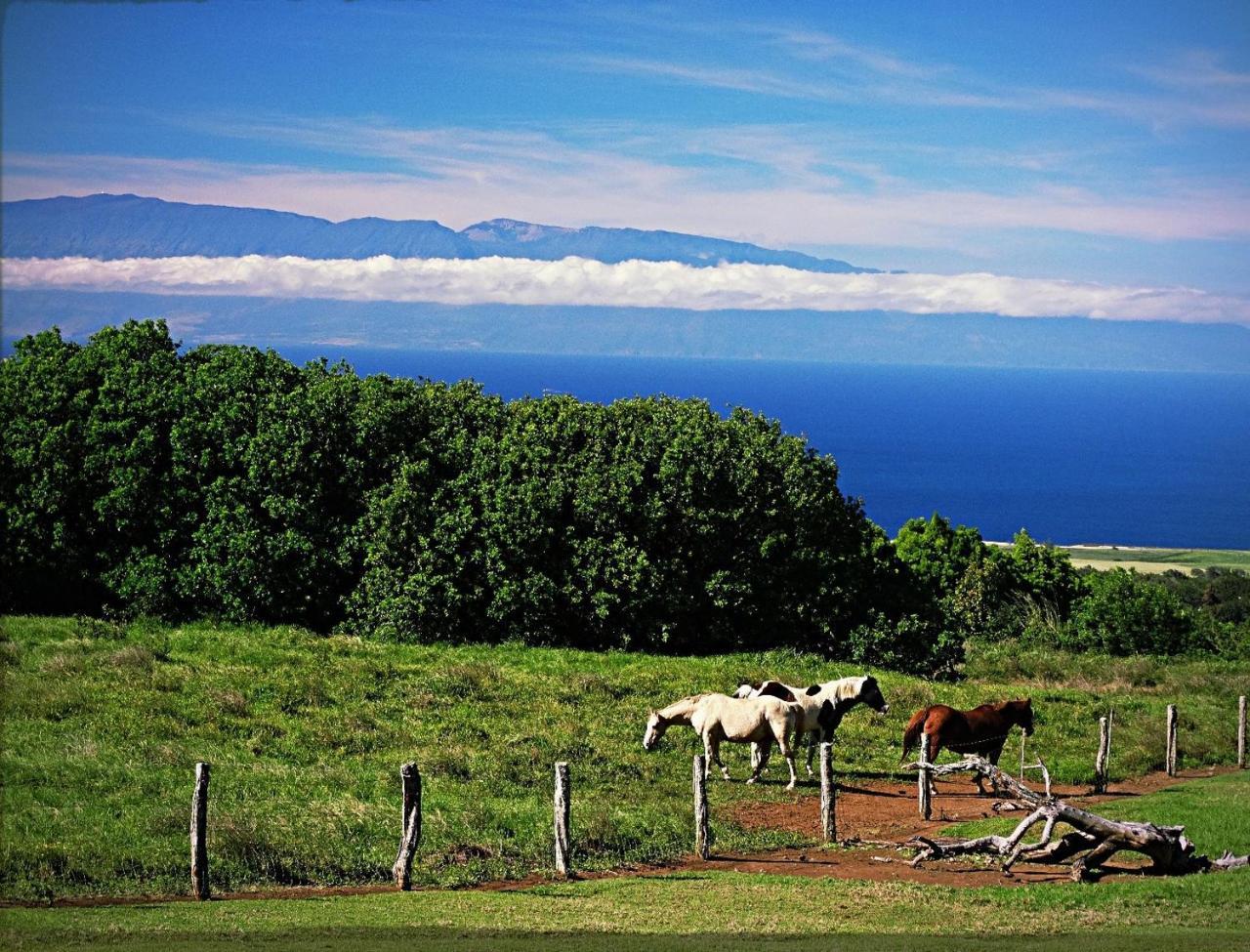 Kohala Lodge- Vacation Rental House Hawi Eksteriør billede