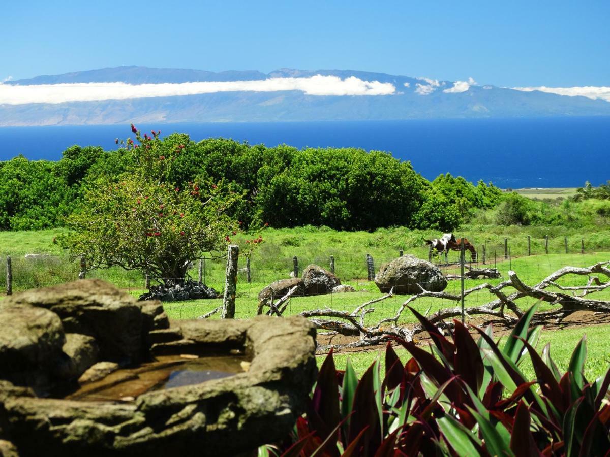 Kohala Lodge- Vacation Rental House Hawi Eksteriør billede